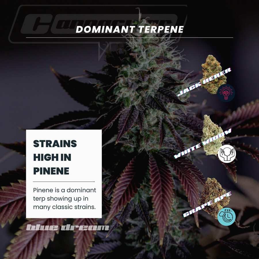 Strains high in alpha-pinene. Cannabis Terpenes
